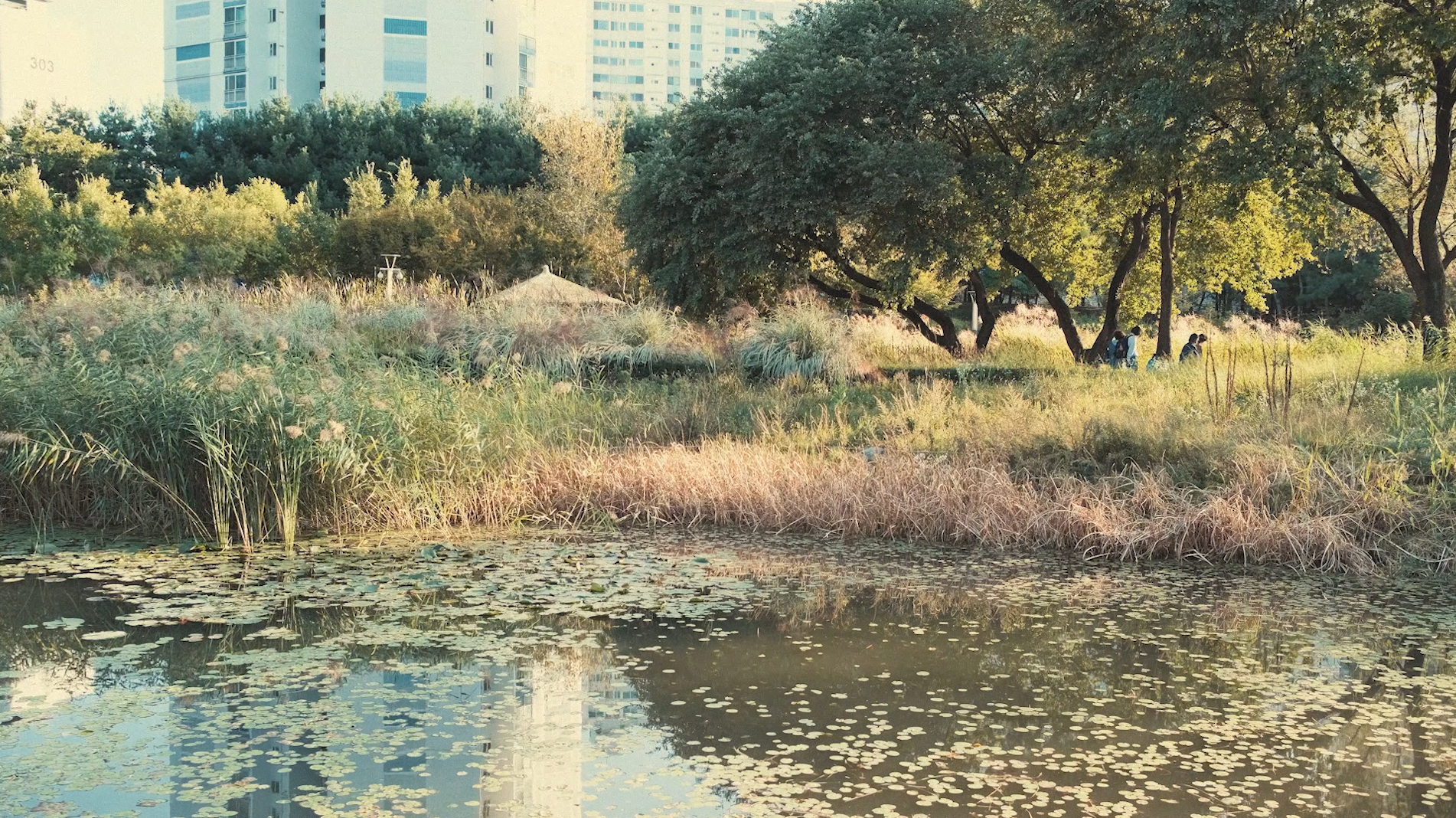 도봉산과 수락산이 보이는 생태공원 '서울창포원' | 유튜브 영상 제작